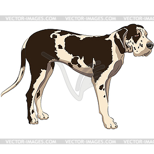 Great Dane dog breed  - vector clipart