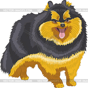 Drawing of Pomeranian breed dog - vector clipart