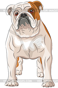 Drawing of large English bulldog with red spots - vector image