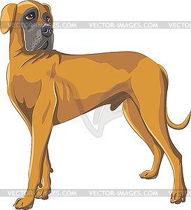 Dog breed Great German Dane  - vector clipart