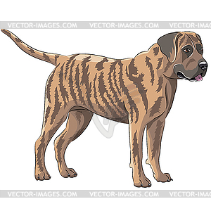 Dog breed staffordshire terrier  - vector clipart