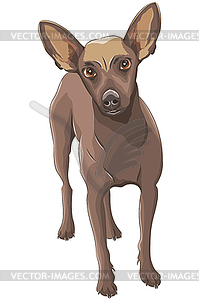 Drawing of dog breed Russian toy terrier - vector image