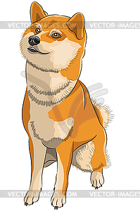 Sitting dog breed Akita inu  - vector clipart / vector image