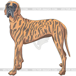 Dog breed Great German Dane  - vector image