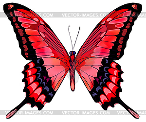 IBeautiful Red Butterfly - vector image