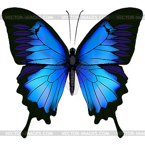 Blue butterfly papilio ulysses. Mountain Swallowtail - vector image