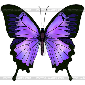 Butterfly. beautiful pink and purple color - vector image