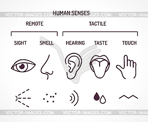 Five basic human senses - vector image