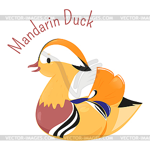 Mandarin duck - vector clip art