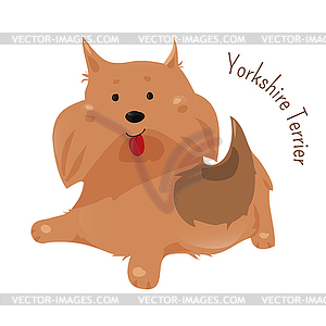 Yorkshire terrier  - color vector clipart