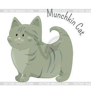 Munchkin cat . Very short legs type - vector image