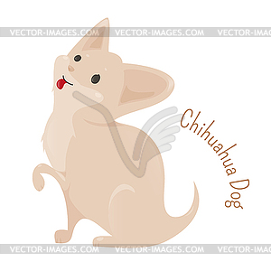 Chihuahua  - vector image