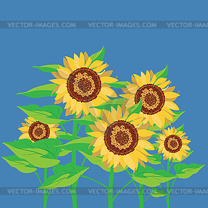 Group of sunflowers - vector clipart