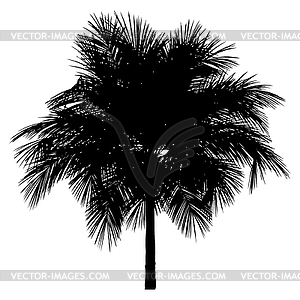 Palm tree black silhouette - white & black vector clipart