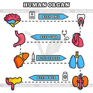 Human organ thin line concept set - vector image