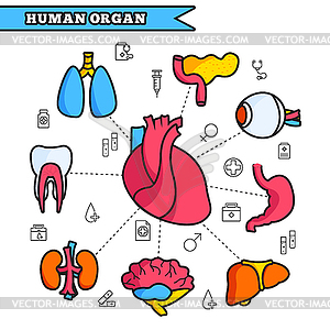 Human organ thin line concept set - vector clip art