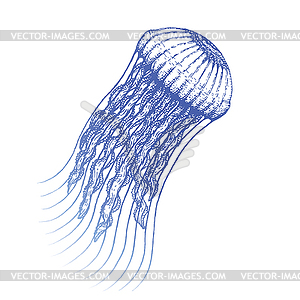 Jellyfish - vector image