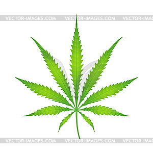 Color cannabis marijuana - vector clipart
