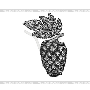 Engraving hops cone - vector clipart