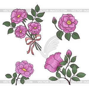 Set flowers rose - vector clip art