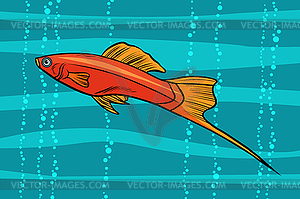 Swordtail aquarium fish - vector image