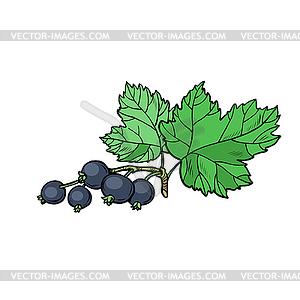 Sprig of black currant isolate - vector clipart