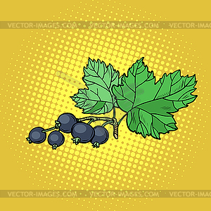 Sprig of black currant - royalty-free vector image