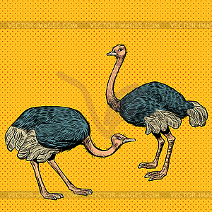 African ostriches, wild and farm animals - vector clipart