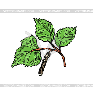 Birch leaf, nature parks and forests - vector image