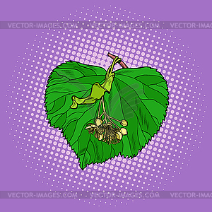 Linden tree leaf - vector clip art