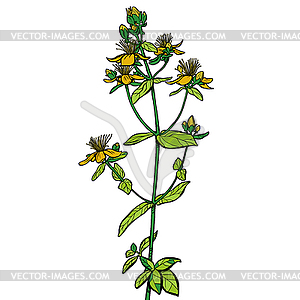 Hypericum. лекарственное растение - рисунок в векторе