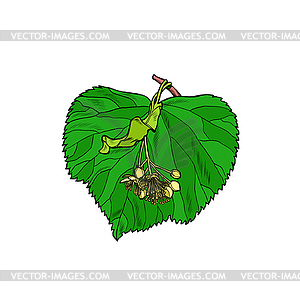 Linden tree leaf - vector clipart