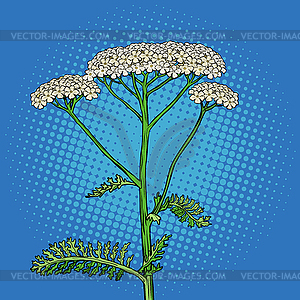 Yarrow milfoil flower medicinal plant. Achillea - vector clip art