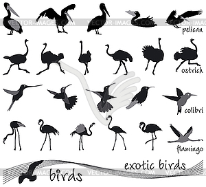 Collection of silhouettes of exotic birds - vector clip art