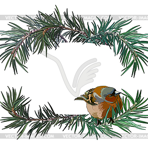 Postcard with bullfinch on fir tree - vector image