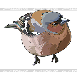 Bullfinch - vector clipart