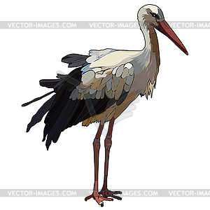 Stork - vector clipart