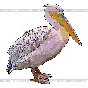 Pelican - vector clipart