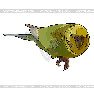 Budgerigar - vector EPS clipart