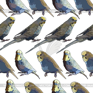 Budgerigar - vector clipart