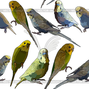 Budgerigar - vector image