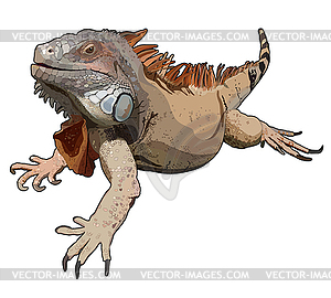 Iguana - vector clipart