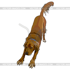 Retriever - vector clipart