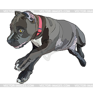 Pitbull - vector image