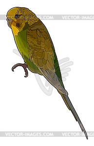 Budgerigar - vector clip art