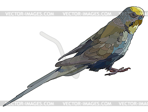 Budgerigar - vector clip art