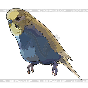 Budgerigar - vector image