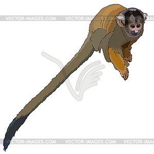 Monkey - vector clipart