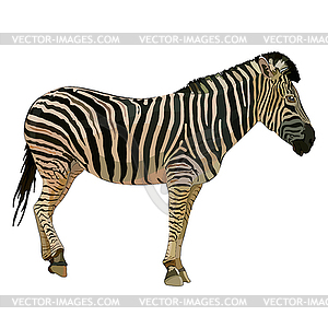 Zebra - vector clip art