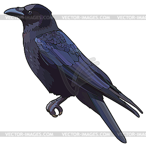 Raven - vector image